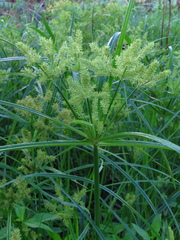 Cyperus odoratus
