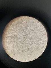 Pluteus