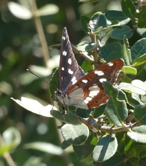 Limenitis reducta