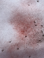 Chlamydomonas nivalis