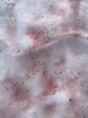 Chlamydomonas nivalis