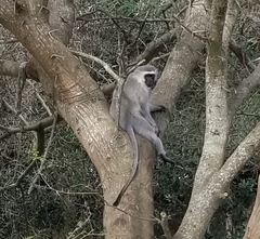 Chlorocebus pygerythrus pygerythrus