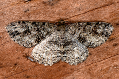 Melanolophia canadaria