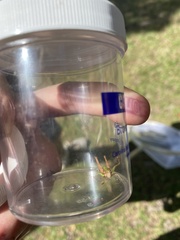 Dichromorpha viridis