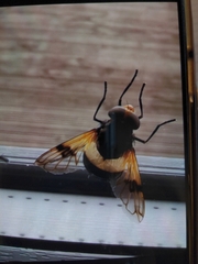Volucella