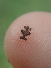 Tingidae