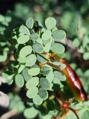 Indigofera ernstii