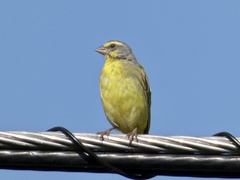 Crithagra mozambica