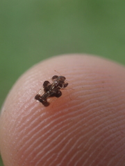 Tingidae
