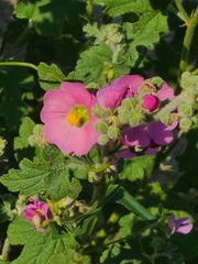 Sphaeralcea fendleri