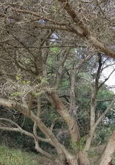 Chlorocebus pygerythrus pygerythrus