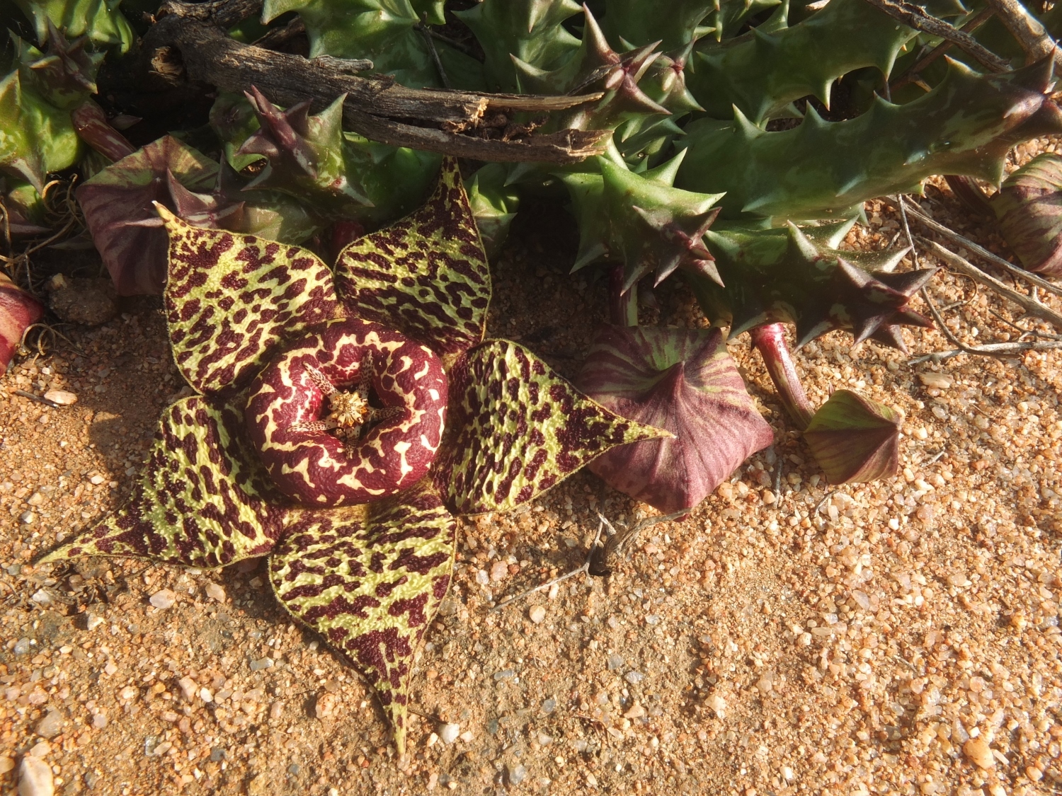 Stapelia tridentata (N.E.Br.) Rüst