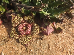 Orbea namaquensis