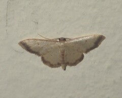 Idaea impexa