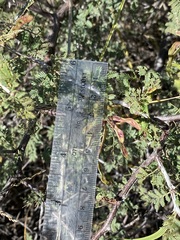 Mimosa aculeaticarpa