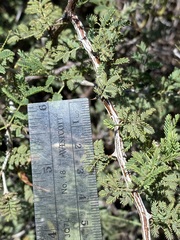 Mimosa aculeaticarpa