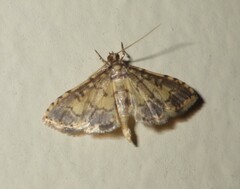 Spilomelinae