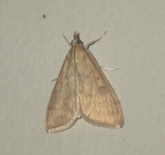Ostrinia