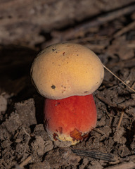 Rubroboletus