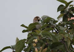 Coccothraustes coccothraustes