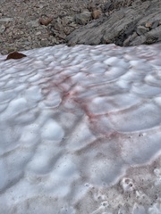 Chlamydomonas nivalis