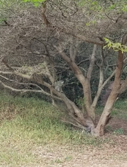 Chlorocebus pygerythrus pygerythrus