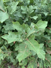 Quercus ilicifolia