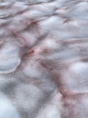 Chlamydomonas nivalis