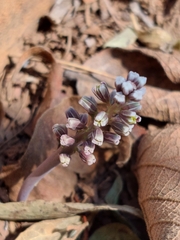 Drimiopsis burkei