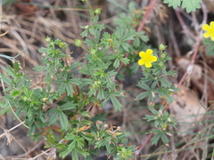 Potentilla argentea