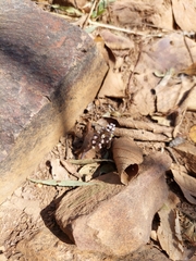 Drimiopsis burkei
