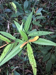 Miconia sellowiana
