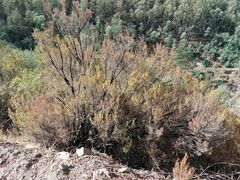 Erica arborea