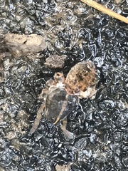 Tigrosa georgicola