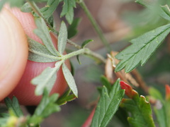 Potentilla argentea