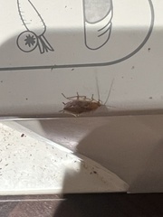 Ectobius pallidus