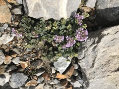 Noccaea rotundifolia