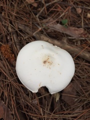Amanita lavendula