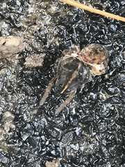 Tigrosa georgicola