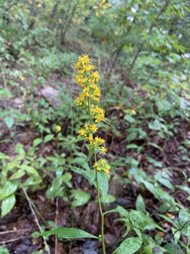 mountain goldenrod (Solidago flaccidifolia)