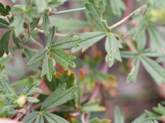 Potentilla argentea