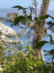Solanum douglasii
