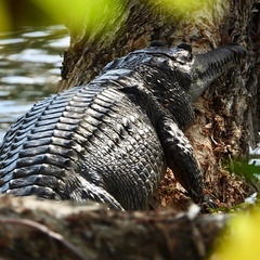 Crocodylus johnstoni