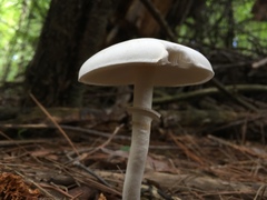 Amanita lavendula