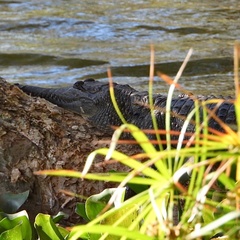 Crocodylus johnstoni