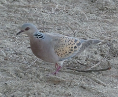 Streptopelia turtur