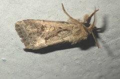 Spodoptera depravata