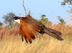 Centropus cupreicaudus