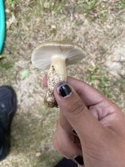 Russula compacta