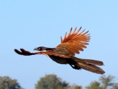 Centropus cupreicaudus